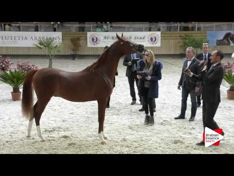 Deauville Arabian Cup 2016 - Class 7