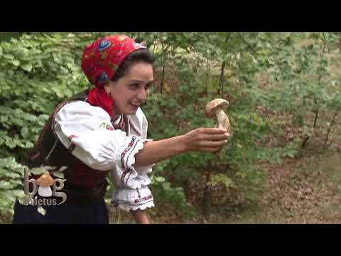 Big Boletus partea 1 (17 aprilie 2013)