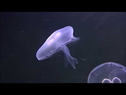 Aurelia aurita - moon jellyfish