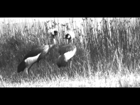 Sindagira unsange (+lyrics) - Théophile Ntibahanana - Rwanda