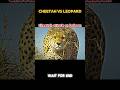 Cheetah Vs Leopard Trending Shorts Animals Cheetah Leopard Monkey New