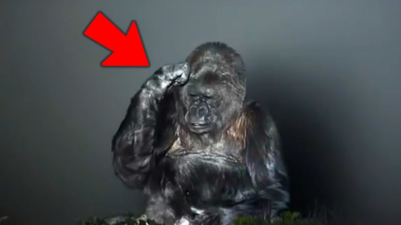 Sprechender Gorilla sagte etwas Schockierendes über Menschen – Sie werden es nicht glauben!