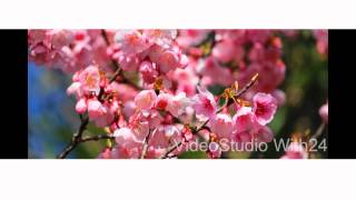 preview picture of video '2月の桜　Kagoshima cherry blossom'