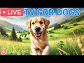 🔴24 Hours of Dog TV🎵🐶Sleep Aid Music for Dogs🐶💕Calming Music for Dogs to Ease Separation and Stress