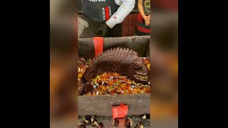 Chocolate fish in chocolate box 😋😋|Cznburak amazing cooking video 🤤😋|
