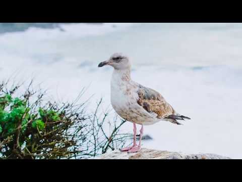 Mos u trishto  - Mos u pikëllo por dëgjoji këto rregulla..