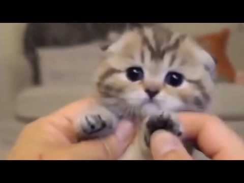 Angry Cats VS Dogs Funny Compilation 2020