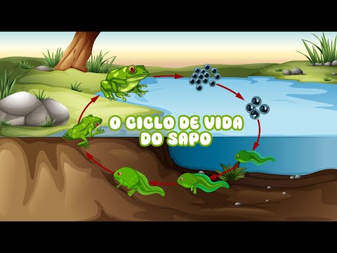 O ciclo de vida do sapo