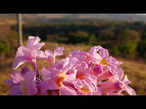 Passando por abadia de goias e suas estradas de chão batido!#estradas #estradadeterra 