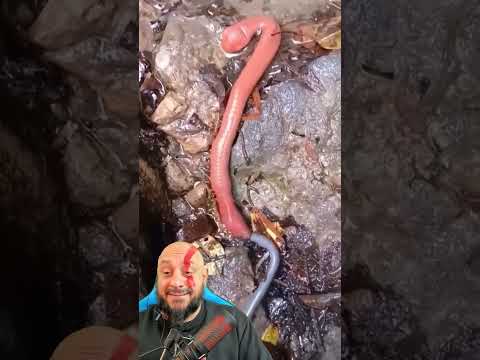 Sanguessuga vermelha devora minhoca igual a macarrão