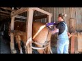 HORSE ULTRASOUND FOR LADY Will There Be A FOAL In Our Future