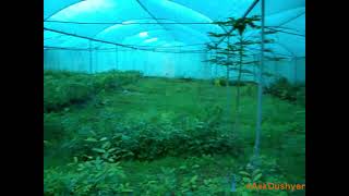 Close to nature: Nursery mohad Madhya Pradesh Year 2009 #askdushyant