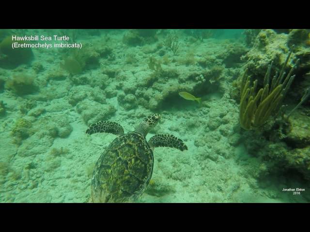 Vídeo relacionado con Snagglepuss: A Virgin Islands Hawksbill Sea Turtle