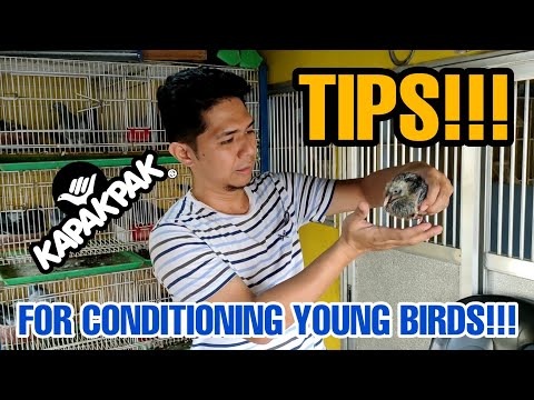 TIPS FOR CONDITIONING YOUNG BIRDS!!!