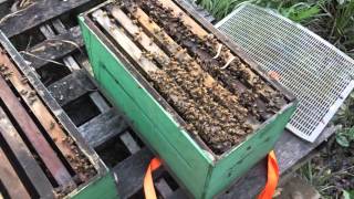 Flooded Beehive - Recovery and Cleanup