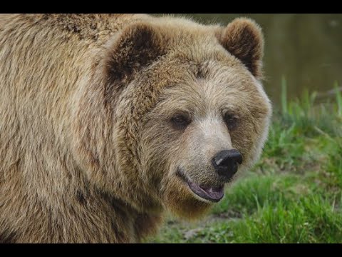 9 Bear Attacks That Are Bone Chilling