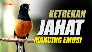 Download lagu PENUH EMOSI‼️KETREKAN PEMANCING EMOSI CEPAT BONGKAR MATERI MEMBUAT MURAI BATU LAIN TAK MAU DIAM mp3