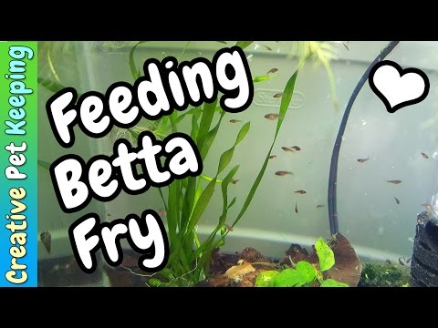 How to feed BABY BETTA FISH | Fish Fan Friday VLOG