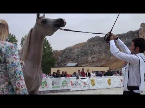 Mare Kamaria Al Cape - Yegua Kamaria Al Cape