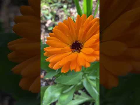 クリビアの肥料は何ですか？どうやって花を咲かせるのですか？  庭園