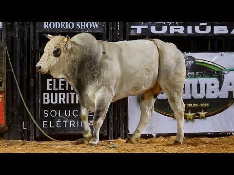 SEMI FINAL em TOUROS | RODEIO de TURIÚBA-SP 2025