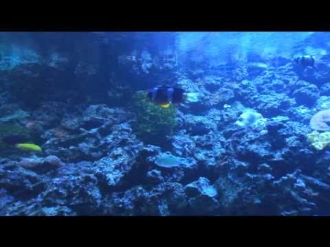 5,200 Gallon Reef Tank