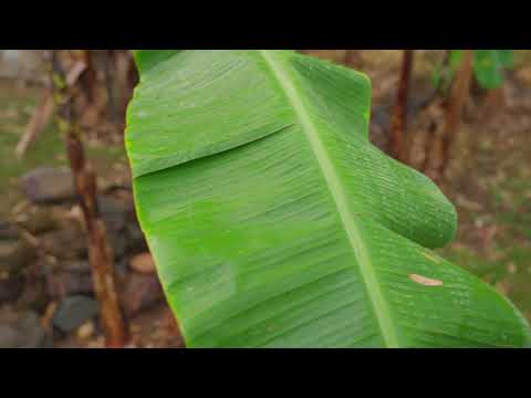 58 Mt Elliot Drive, Alligator Creek, QLD 4816, 4 ਕਮਰੇ, 2 ਬਾਥਰੂਮ, House