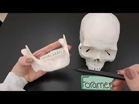 Bone Markings - Explained -  Made SIMPLE