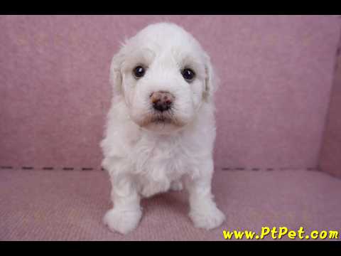 02/14比熊犬公幼犬2號