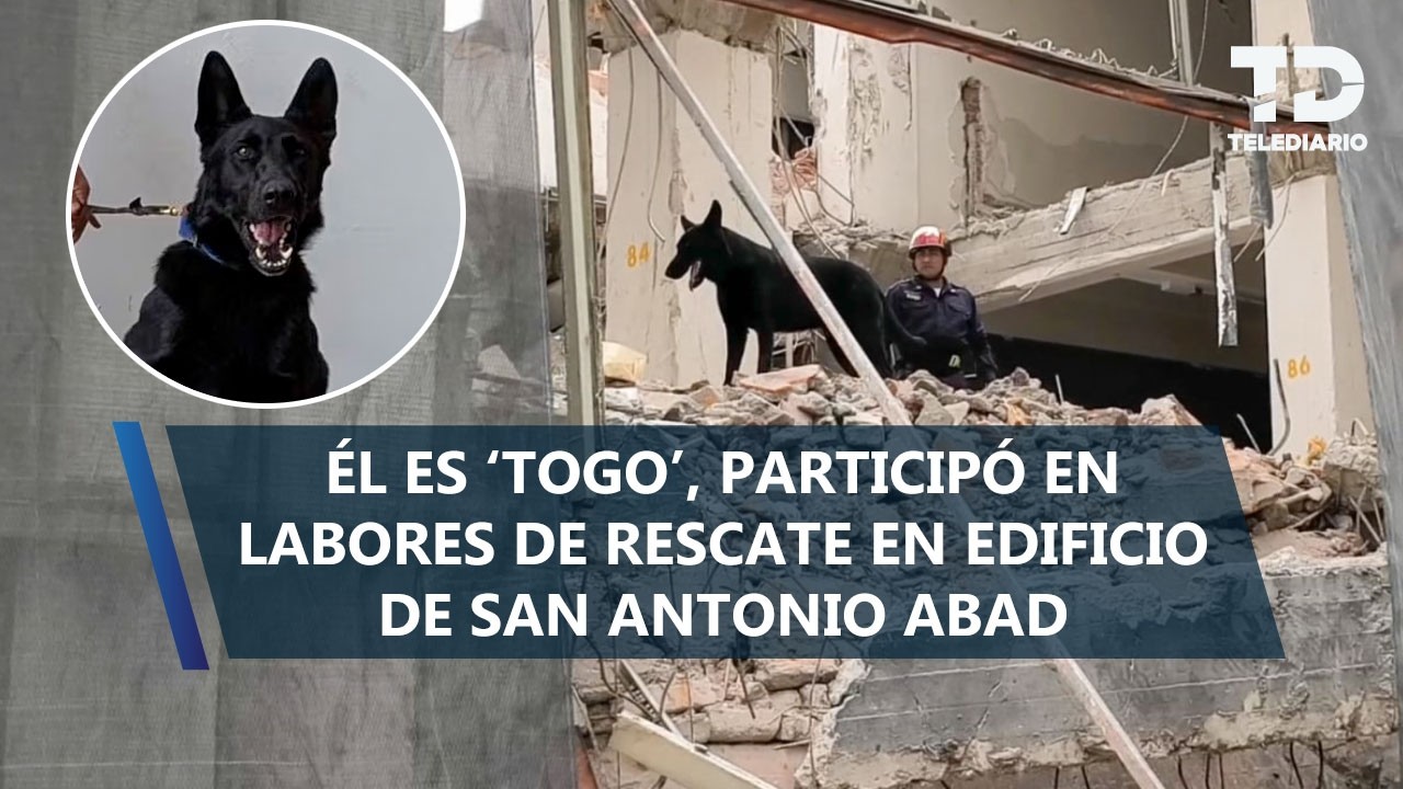 'Togo', perro rescatista que participó en labores de rescate en edificio de San Antonio Abad