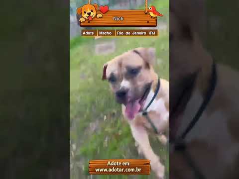 Vídeo de Nick