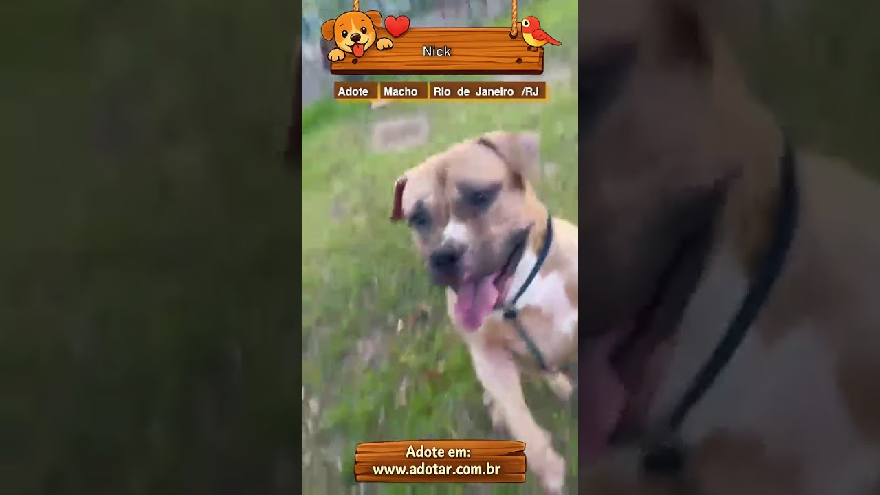 Cachorro raça Pit-Bull idade 2 anos nome Nick