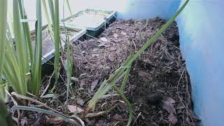 ダルマガエル観察ライブ20250902