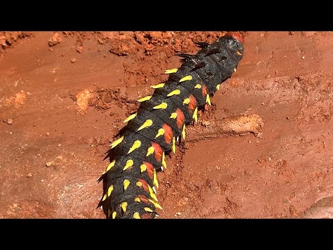 Cabbage Tree Emperor Moth - Bunaea alcinoe