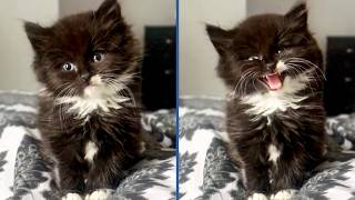 My Kitten Found Her Meow 😍| BEST KITTEN VIDEOS