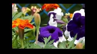 SUMMER(Music by. DNKL-Battles)