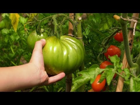 , title : 'Pomidory wysiew - uprawa i praktyczne porady. Jak uprawiać pomidory? Jak mieć dobre plony?'