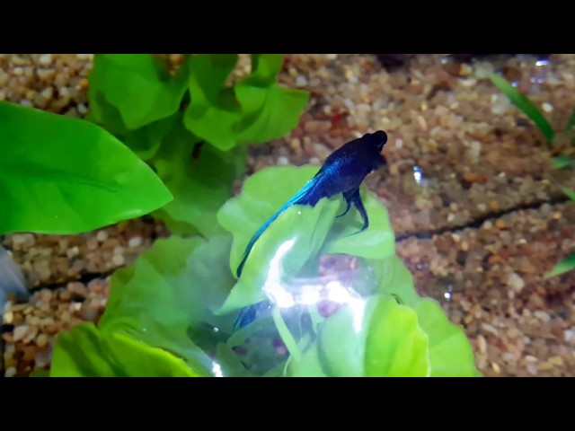 Betta Fish Lovers - Dropsy CAN be cured!!!