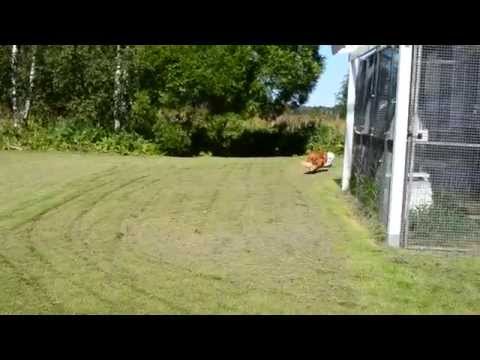 18.8.2015 - Naru jahtaa Rokia.