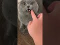 Cute Grey Cat Cat With Yellow Eyes Animal Discovery Greycats Shorts