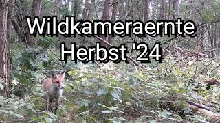 Wildtieraufnahmen von August '24