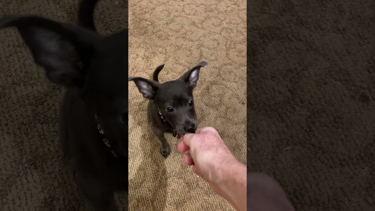 Enlarge Grady, a Adoptable mixed breed in North Vancouver, BC video 6/6