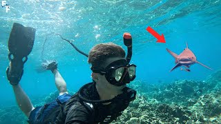I Found The World's Most INSANE Dive Spot!