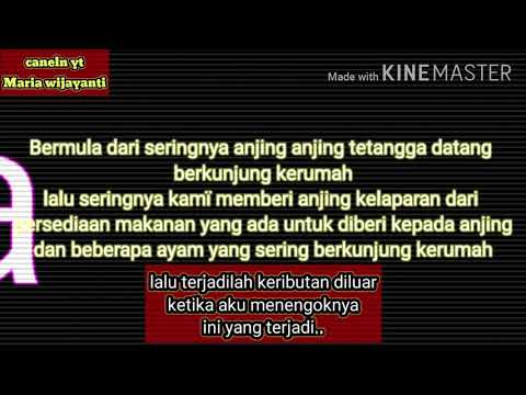 kisah seekor anjing pintar