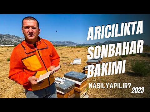 Arıcılıkta Sonbahar Bakımı | Arıcılık - YouTube