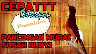 Download lagu CEPAT DIRESPON❗❗PANCINGAN MURAI SUSAH BUNYI, MALAS BUNYI MAUPUN MACET mp3 Download lagu CEPAT DIRESPON❗❗PANCINGAN MURAI SUSAH BUNYI, MALAS BUNYI MAUPUN MACET mp3