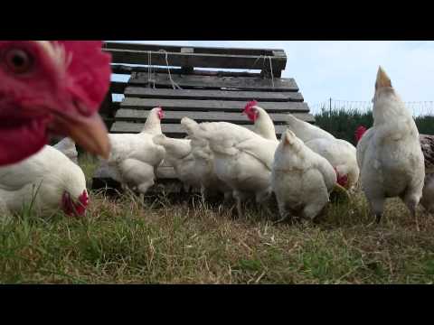 download lagu mp3 mp4 Silver Link Chickens, download lagu Silver Link Chickens gratis, unduh video klip Silver Link Chickens