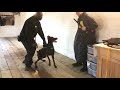 Doberman Dante Developing Hunt Drive for Search bark and hold Doberman Dante Developing Hunt Drive for Search bark and hold