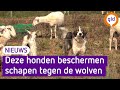 Waakhonden beschermen Veluwse schaapskudde tegen wolf