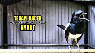 Download lagu PANCINGAN KACER TERBAIK bikin Semua Jenis Kacer LANGSUNG KONSLET, Terapi Kacer Agar GACOR NGEPLONG mp3 Download lagu PANCINGAN KACER TERBAIK bikin Semua Jenis Kacer LANGSUNG KONSLET, Terapi Kacer Agar GACOR NGEPLONG mp3